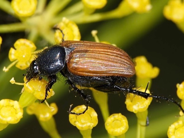 melontono
 - fir0002/ Wikipedia