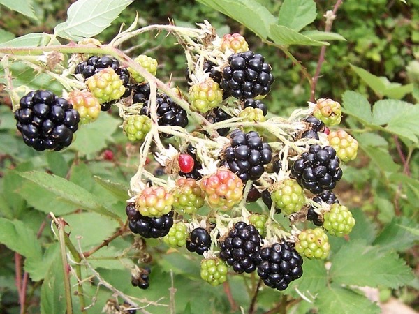 rubuso
 - Fir0002/ Wikipedia